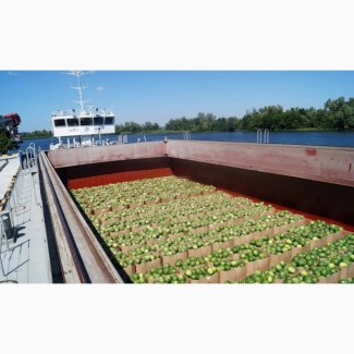 Продам 22 тонны арбузов херсонских в Киеве