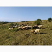 Продаються дійні вівці