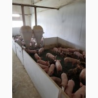Продаются Мясной породі свинки 3х пордній гібрид