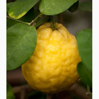 Саженцы лимона сорта Пандероза 1лет, Мейер 2хлет и Павловский 2 лет