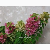 Бугенвиллия Mini thai Variegata(мини пестролистная розовая), бугенвиллея