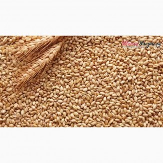 Закупаем Пшеницу от 60т с места, на постоянной основе