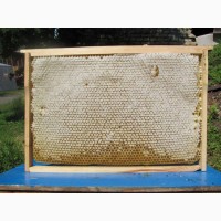 Продам бджолині пакети
