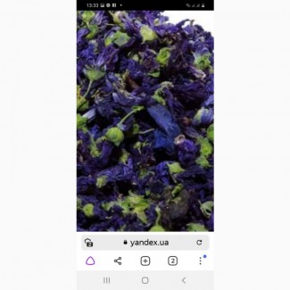 Закупаем по Украине высушеные Цветки Мальвы мавританской 500 гр.Работаем с новой почтой