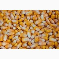 Продам Пшеницу 2.3 кл Кукурузу фураж на ФОБ Рени Измаил
