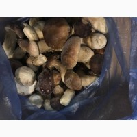 Продам гриби білі заморожені карпатські