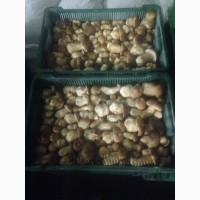 Продам гриби білі заморожені карпатські