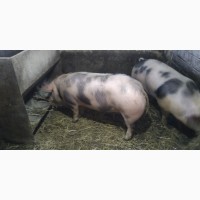 Свині живою вагою( сало )