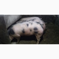 Свині живою вагою( сало )