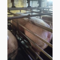 Продам свині, свиноматки