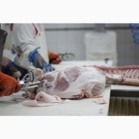М#039; ясо оптом від виробника. Напівтуші свинні, елементи та субпродукти