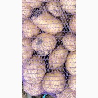 Продам картошку сетевое качество