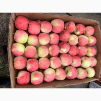Продам яблука літнього сорту- Пірус