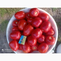 Продам домашній томат