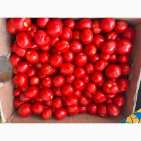 Помідор томат