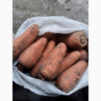 Продам моркву, сорту каскад, Рівненська Обл