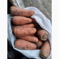 Продам моркву, сорту каскад, Рівненська Обл