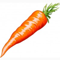 Куплю моркву 100 т