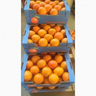 Ми експортуємо з Греції апельсини, мандарини, кавуни