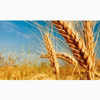 Продам пшеницю фураж, Київська область
