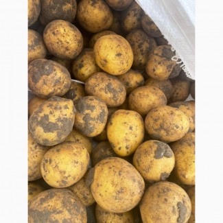 Картопля Гала Казахстан