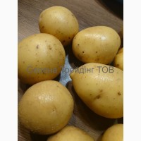 Картопля Гала Казахстан