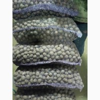 Продам дрібну картоплю під посадку сорт білароса