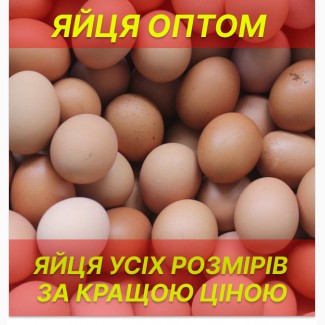 Продам курячі яйця
