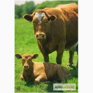 Продам дойних корів та телят