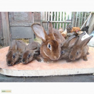 Продам кроликов породы Рекс