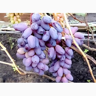 Купити саджанці винограду - найкращі сорти винограду поштою по Україні