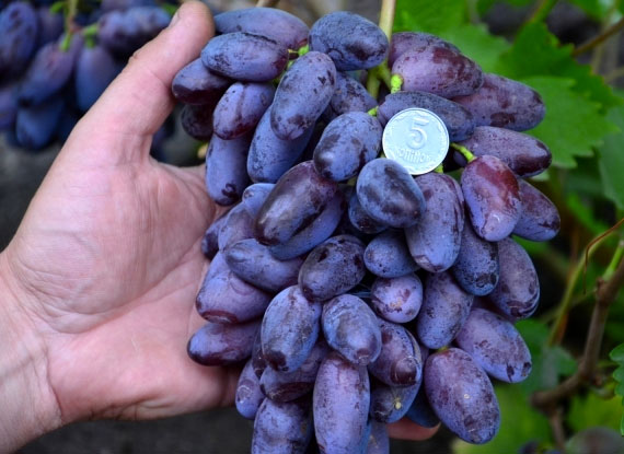 Фото 2. Купити саджанці винограду - найкращі сорти винограду поштою по Україні