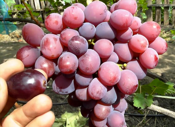 Фото 3. Купити саджанці винограду - найкращі сорти винограду поштою по Україні