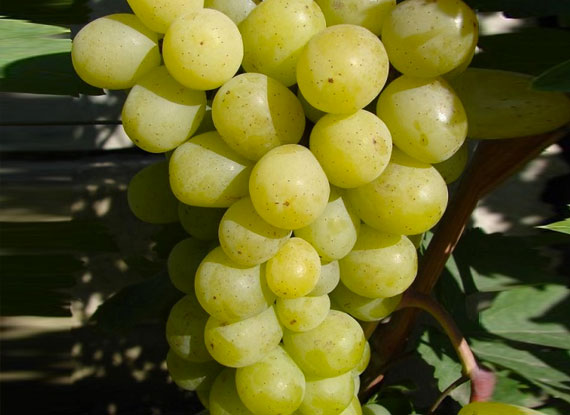 Фото 4. Купити саджанці винограду - найкращі сорти винограду поштою по Україні