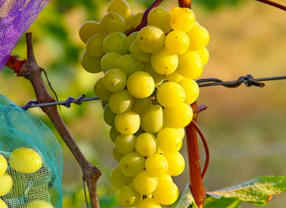 Фото 5. Купити саджанці винограду - найкращі сорти винограду поштою по Україні
