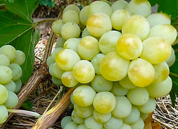 Фото 6. Купити саджанці винограду - найкращі сорти винограду поштою по Україні