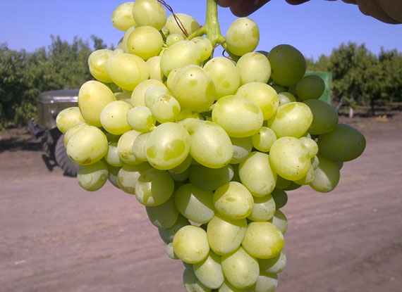Фото 7. Купити саджанці винограду - найкращі сорти винограду поштою по Україні