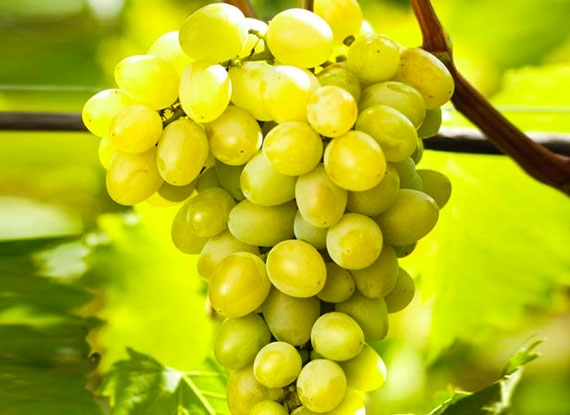 Фото 9. Купити саджанці винограду - найкращі сорти винограду поштою по Україні