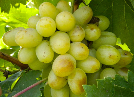 Фото 10. Купити саджанці винограду - найкращі сорти винограду поштою по Україні