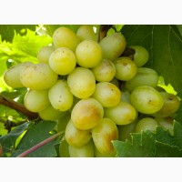 Купити саджанці винограду - найкращі сорти винограду поштою по Україні