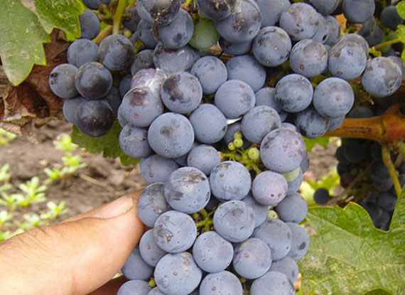 Фото 11. Купити саджанці винограду - найкращі сорти винограду поштою по Україні
