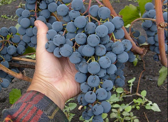 Фото 12. Купити саджанці винограду - найкращі сорти винограду поштою по Україні