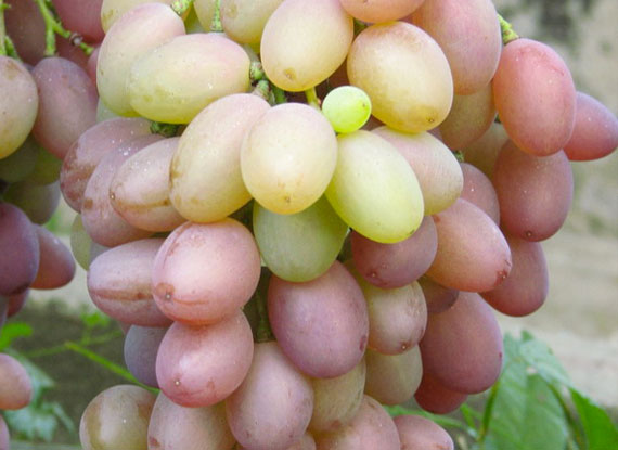 Фото 14. Купити саджанці винограду - найкращі сорти винограду поштою по Україні