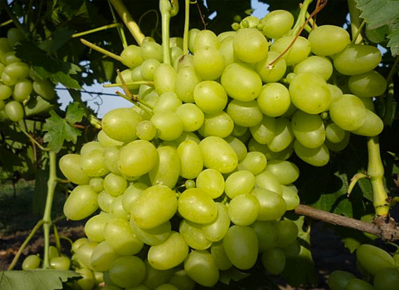 Фото 15. Купити саджанці винограду - найкращі сорти винограду поштою по Україні