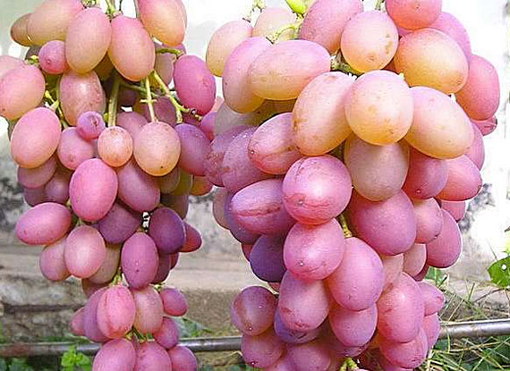 Фото 16. Купити саджанці винограду - найкращі сорти винограду поштою по Україні