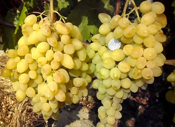 Фото 17. Купити саджанці винограду - найкращі сорти винограду поштою по Україні