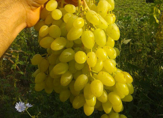 Фото 18. Купити саджанці винограду - найкращі сорти винограду поштою по Україні