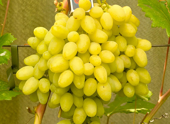 Фото 19. Купити саджанці винограду - найкращі сорти винограду поштою по Україні