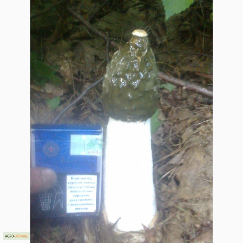Фото 3. Качественная настойка гриба Веселка