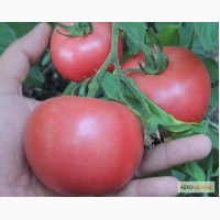 Продам семена томата Пинк Розовый (Euroseed Италия)